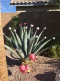 cacti with balls