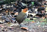 Chestnut-crowned Antpitta (Grallaria ruficapilla) Rio Blanco 2013-03-16. Foto  Stefan Lithner