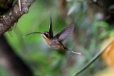 Sooty-capped Hermit (Phaethornis augusti curiosus) . Photo  Stefan Lithner