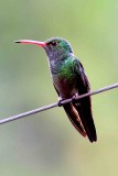 Rufous-tailed Hummingbird (Amazilia tzacatl). Photo  Stefan Lithner 