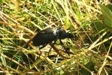 99 Carabus coriaceus lderlpare  Blanks Mosse Sk 090712. Photo  Stefan Lithner
