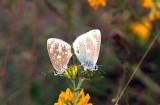 107 Polyommatus dorylas vpplingblvinge copulating  Lyngsj Sk 090714 . Photo  Stefan Lithner