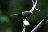 Palm Tanager (Thraupis palmarum). Photo  Stefan Lithner