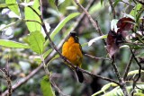 Lacrimose Mountain-tanager (Anisognathus lacrymosus). Photo  Stefan Lithner