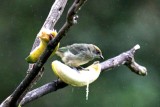 Scrub Tanager (Tangara vitriolina). Photo  Stefan Lithner