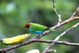 Bay-headed Tanager (Tangara gyrola). Photo  Stefan Lithner