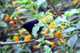 White-sided Flowerpiercer (Diglossa albilatera) male. Photo  Stefan Lithner