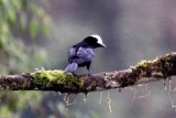 White-capped Tanager (Sericossypha albocristata) female. Photo  Stefan Lithner