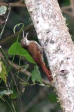 Montane Woodcreeper (Lepidocolaptes lachrymiger). Photo  Stefan Lithner 