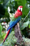 Red-and-green Macaw (Ara chloroptera). Photo  Stefan Lithner 