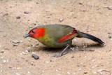 Birds in northern Thailand 2014