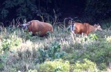 banteng bull  & cow Thailand 2014. Photo  Stefan Lithner