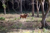 banteng cow Thailand 2014. Photo  Stefan Lithner