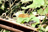 northern tree-shrew Thailand 2014. Photo  Stefan Lithner