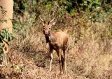 Elds deer Thailand 2014. Photo  Stefan Lithner
