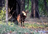 hog deer Thailand 2014. Photo  Stefan Lithner