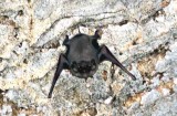 black_bearded tomb-bat Thailand 2014. Photo  Stefan Lithner
