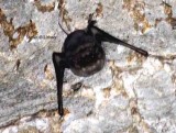 long-winged tomb bat Thailand 2014. Photo  Stefan Lithner
