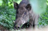 wild boar Sri Lanka 2014. Photo  Stefan Lithner