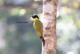 black-headed woodpecker Thailand 2014. Photo  Stefan Lithner