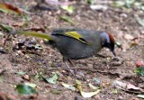 silver-eared laughingthrush Thailand 2014. Photo  Stefan Lithner
