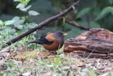 chestnut thrush Thailand 2014. Photo  Stefan Lithner