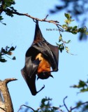 indian flying fox (Pteropus giganteus) Sri Lanka 2014. Photo  Stefan Lithner