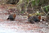 mountain bamboo partridge Thailand 2014. Photo  Stefan Lithner