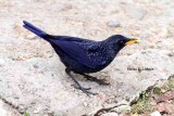 blue whistling thrushThailand 2014 Photo  Stefan Lithner.jpg