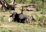 indian water buffalo  Sri Lanka 2014. Photo  Stefan Lithner