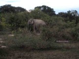 asian elephant Sri Lanka 2014. Photo  Stefan Lithner 