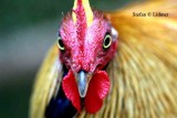 Birds in Sri Lanka 2014