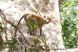 toque macaque Sri Lanka 2014. Photo  Stefan Lithner