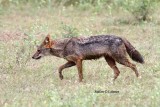 golden jackal Sri Lanka 2014. Photo  Stefan Lithner  