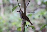 spot-winged thrush Sri Lanka 2014. Photo  Stefan Lithner