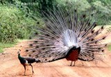 blue peacock Sri Lanka 2014. Photo  Stefan Lithner