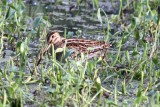 pintail snipe Sri Lanka 2014. Photo  Stefan Lithner
