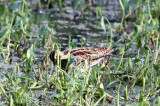 pintail snipe Sri Lanka 2014. Photo  Stefan Lithner