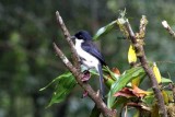 black-backed sibia Thailand 2014 Photo  Stefan Lithner