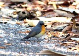 Tickells blue flycatcher Thailand 2014. Photo  Stefan Lithner