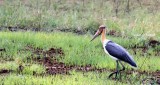 lesser adjutant stork Sri Lanka 2014. Photo  Stefan Lithner