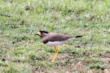 yellow-wattled lapwing Sri Lanka 2014. Photo  Stefan Lithner