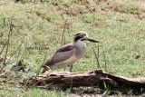 great thick-knee Sri Lanka 2014. Photo  Stefan Lithner