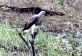 grey-headed fish-eagle Sri Lanka 2014. Photo  Stefan Lithner