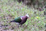 39B-emerald dove Sri Lanka 2014. Photo  Stefan Lithner.jpg