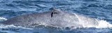 blue whale Sri Lanka 2014. Photo  Stefan Lithner