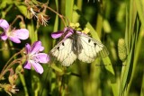 Parnassius mnemosyne (mnemosynefjril) Srker (Mpd) 100627 Stefan Lithner