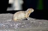 arctic ground -squirrel (Urocitellus parryi). Photo Stefan  Lithner