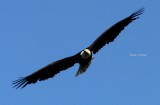 A study of bald eagle Alaska 2014