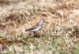 rock sandpiper (Calidris ptilocnemis). Photo Stefan  Lithner